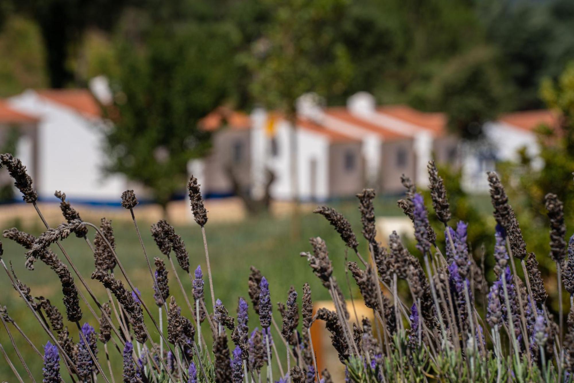Vale Da Cassiopeia Guest House Cercal do Alentejo Eksteriør bilde